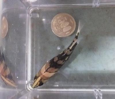 349】初入荷の珍魚！『スマトラ・パレンバン産』のダトニオ