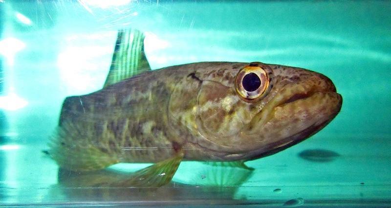 417】怪魚！そして、珍魚！ブラックタライロン！: 熱帯魚卸業者